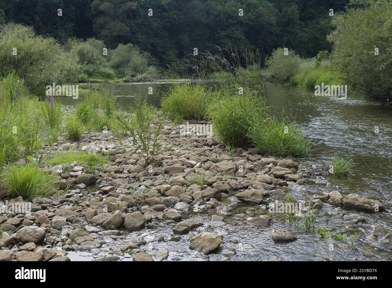 Niedriger Wasserstand im Kocher Tal bei Braunsbach, Klimafolgen, Klimawandel, Schotterbank, Kocher, fluss, Ökologie, Trockenheit, Sommer, Dürre, G Stockfoto
