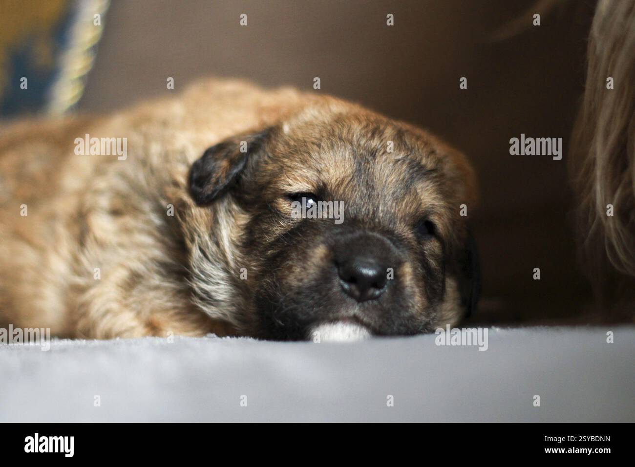 Porträt von braunem und schwarzem kleinen niedlichen Hündchen auf weißem Hintergrund Stockfoto