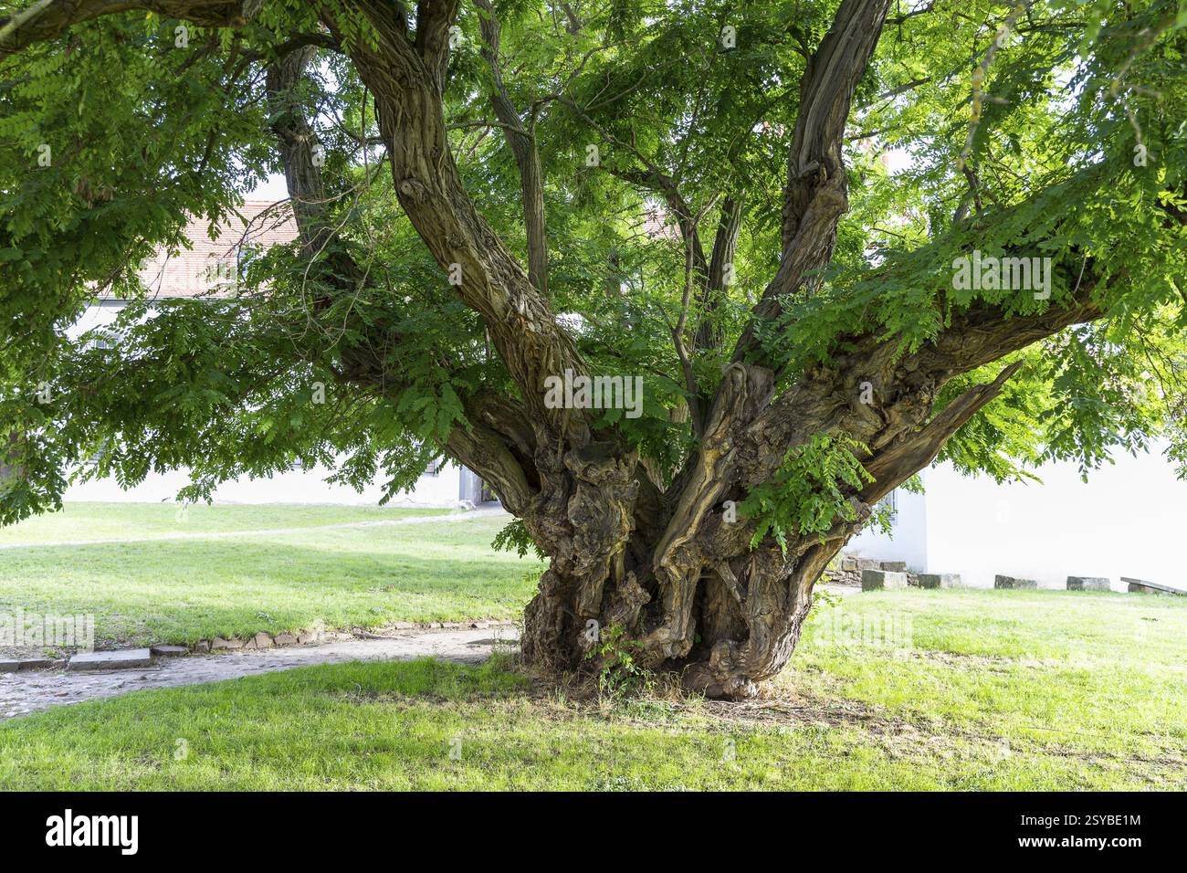 Ältester robinienbaum in Sachsen im Hof von Schloss Strehla, Sachsen, Deutschland, Europa Stockfoto