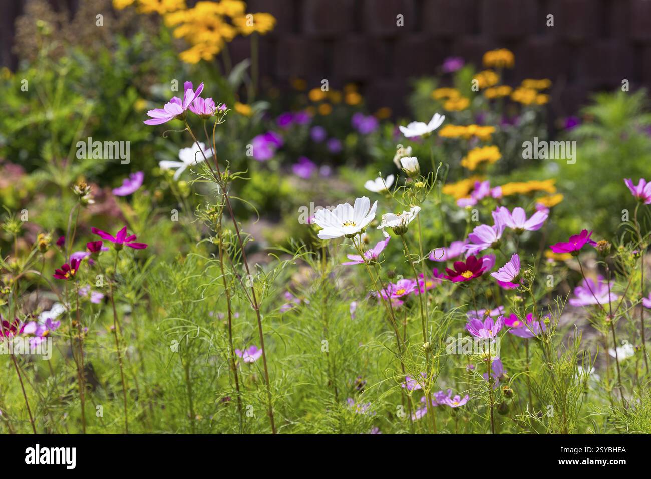 Blumenbeet mit Kosmetik, Sachsen, Deutschland, Europa Stockfoto