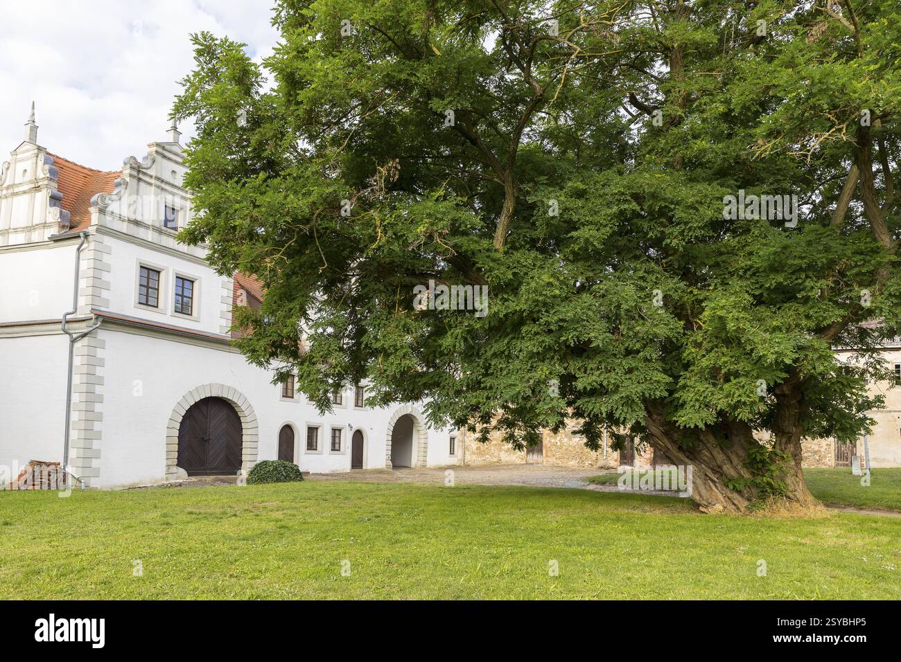 Ältester robinienbaum in Sachsen im Hof von Schloss Strehla, Sachsen, Deutschland, Europa Stockfoto