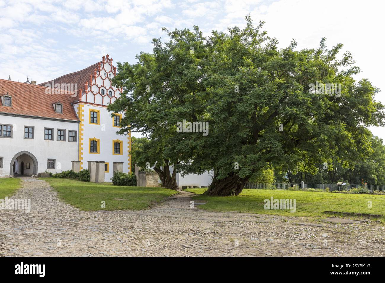Ältester robinienbaum in Sachsen im Hof von Schloss Strehla, Sachsen, Deutschland, Europa Stockfoto