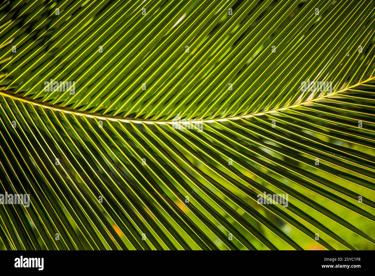Blatt einer Palme. Das Blatt ist grün und hat eine braune Spitze. Das Blatt ist lang und dünn Stockfoto