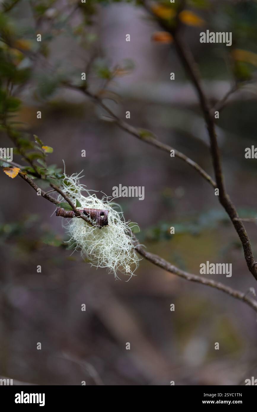 Weiße Spitzenflechte, die auf Baumzweigen im tasmanischen Waldbusch wächst Stockfoto