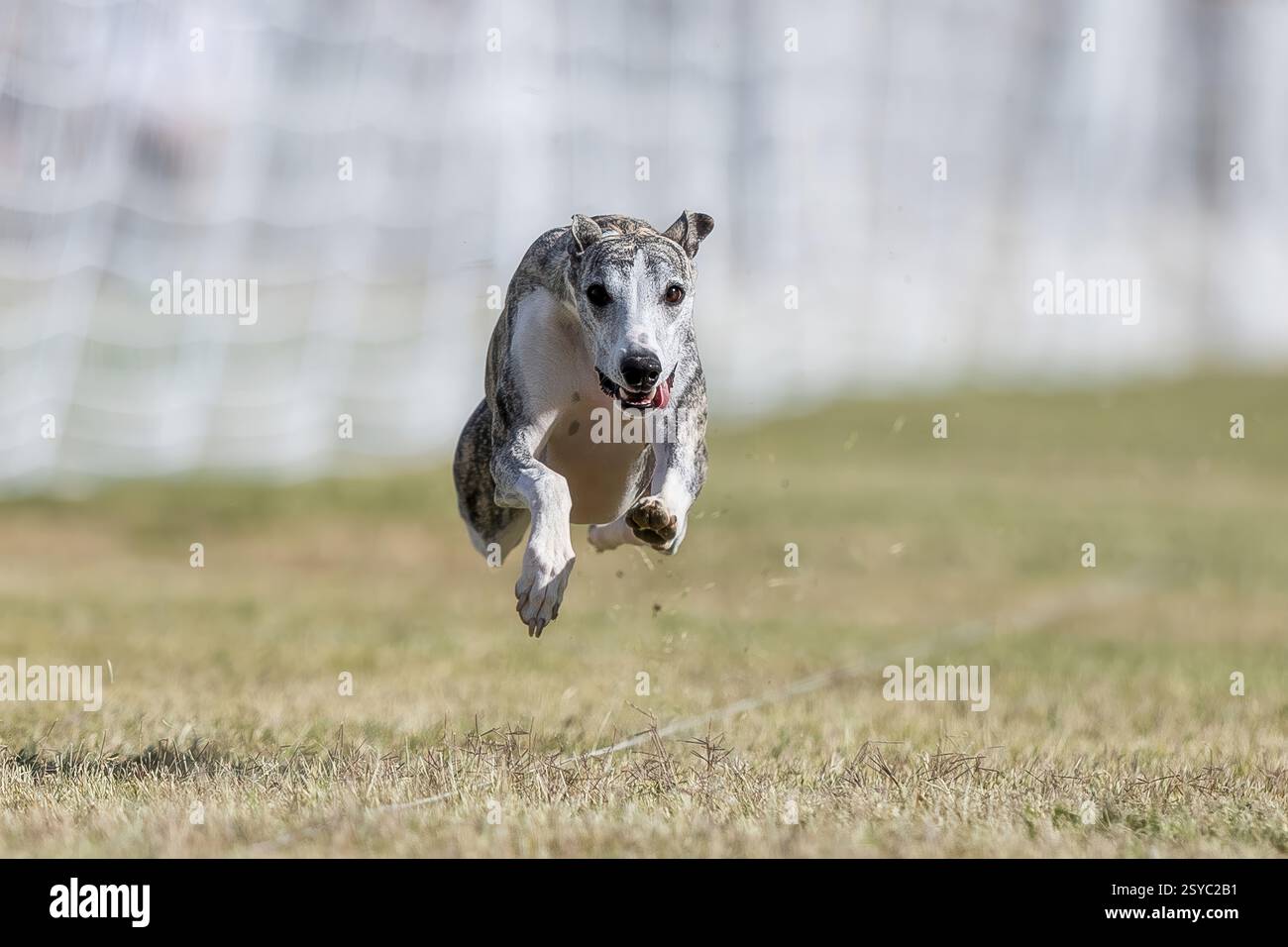 Whippet Running Lure Course Sprint Dog Sport Stockfoto