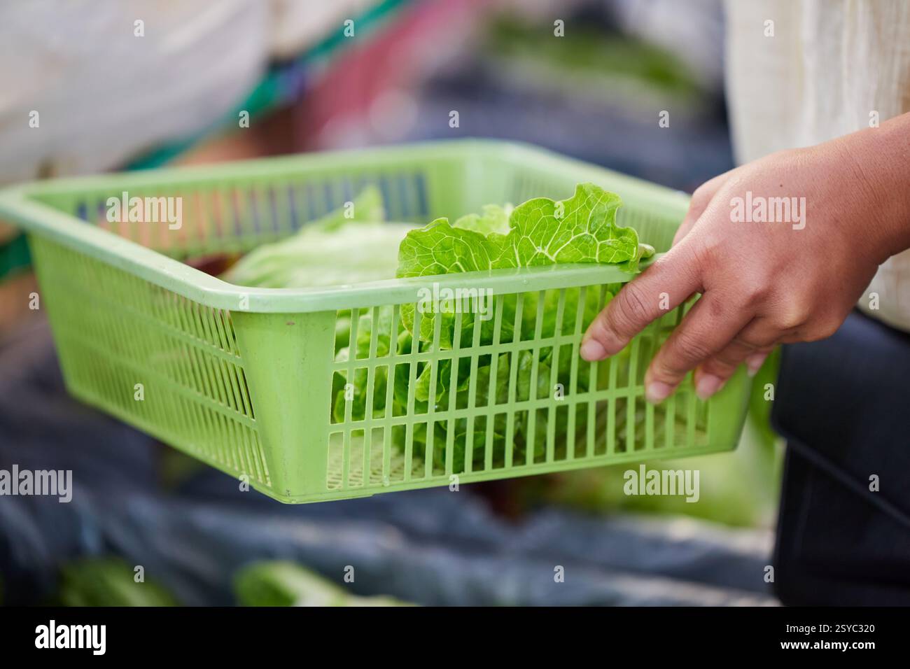 Abgeschnittene Hand einer Frau, die frisches Gemüse im Korb hält Stockfoto