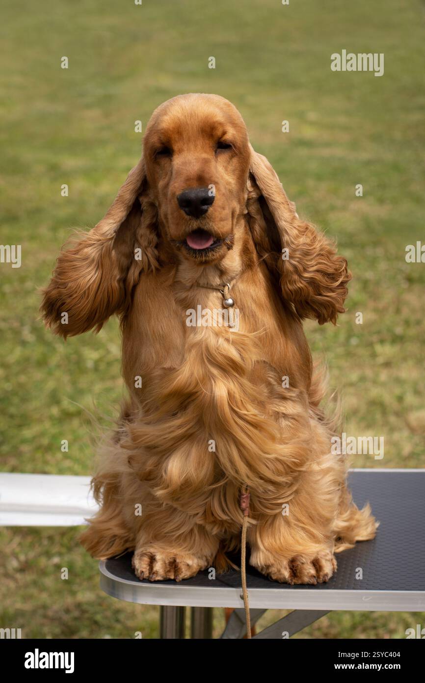 Goldener englischer Cocker Spaniel Outdoor Porträt Stockfoto