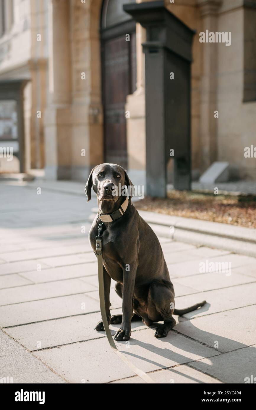 Weimaraner grauer kurzhaariger Weimaraner-Hund mit Floppy-Ohren, der drinnen sitzt Stockfoto