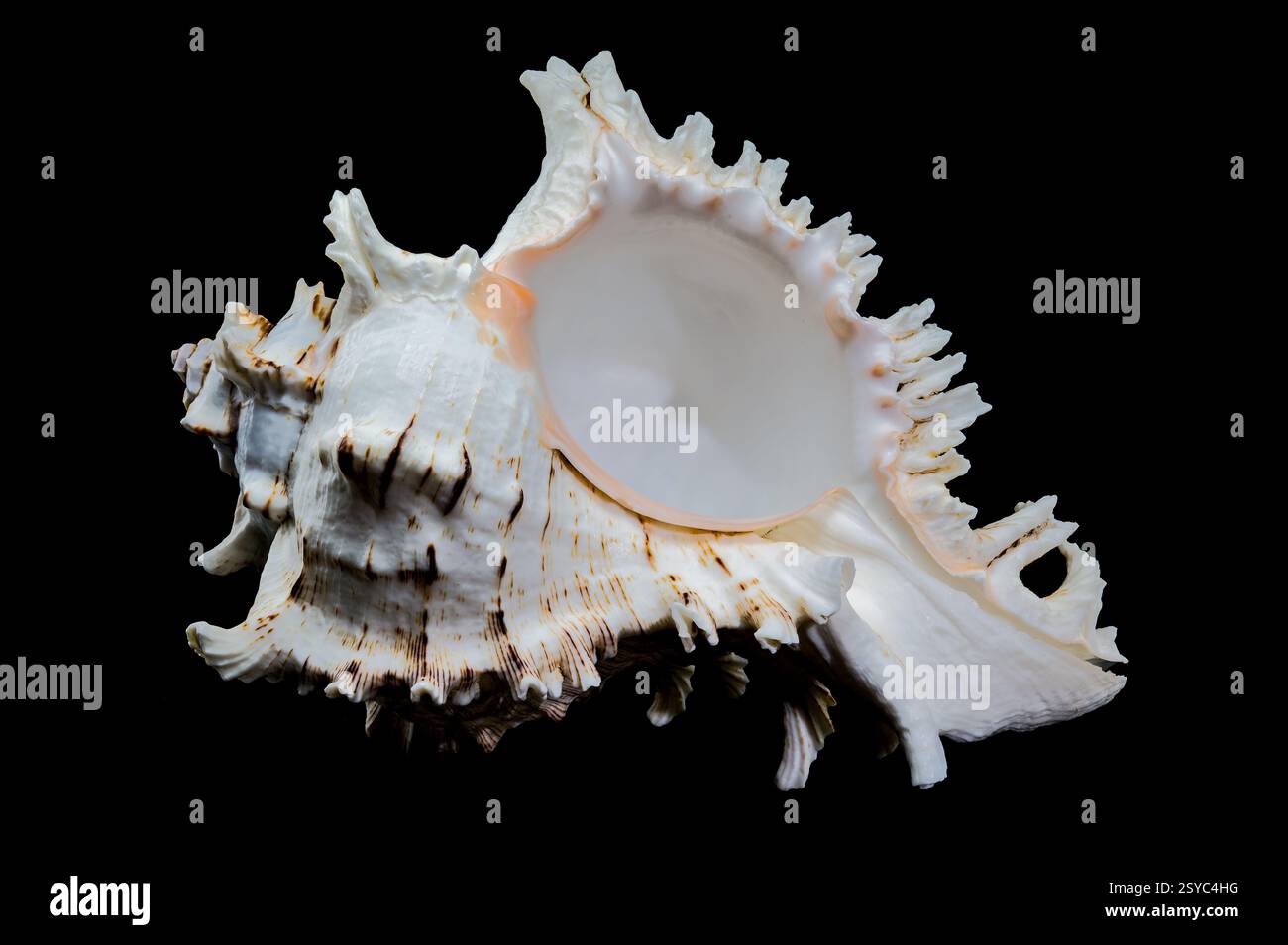 Ramose Murex Shell auf schwarzem Hintergrund Stockfoto