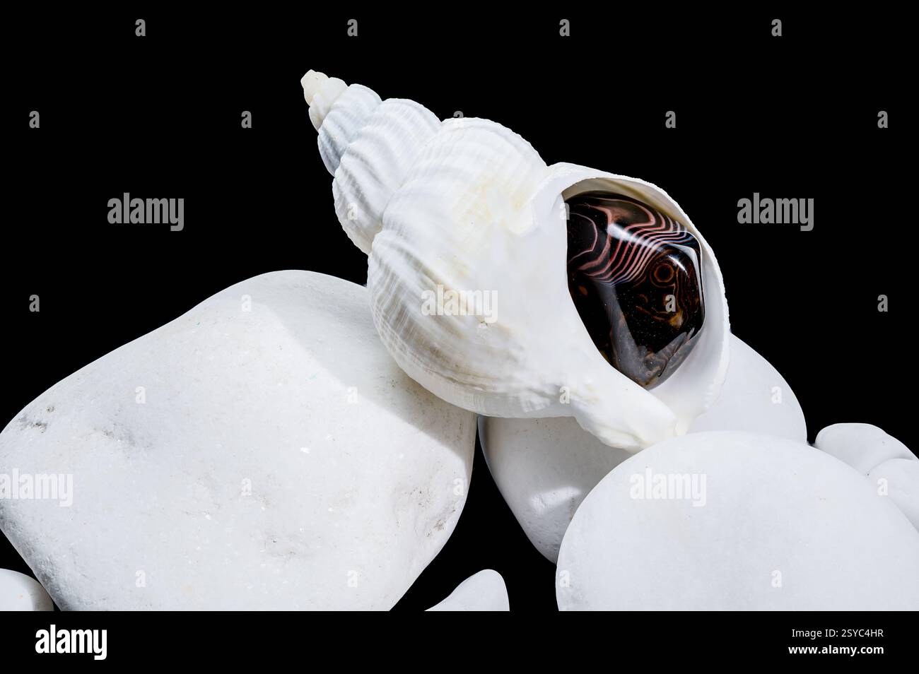 Weiße Buccinum UnBezug Shell auf weißen Steinen Stockfoto