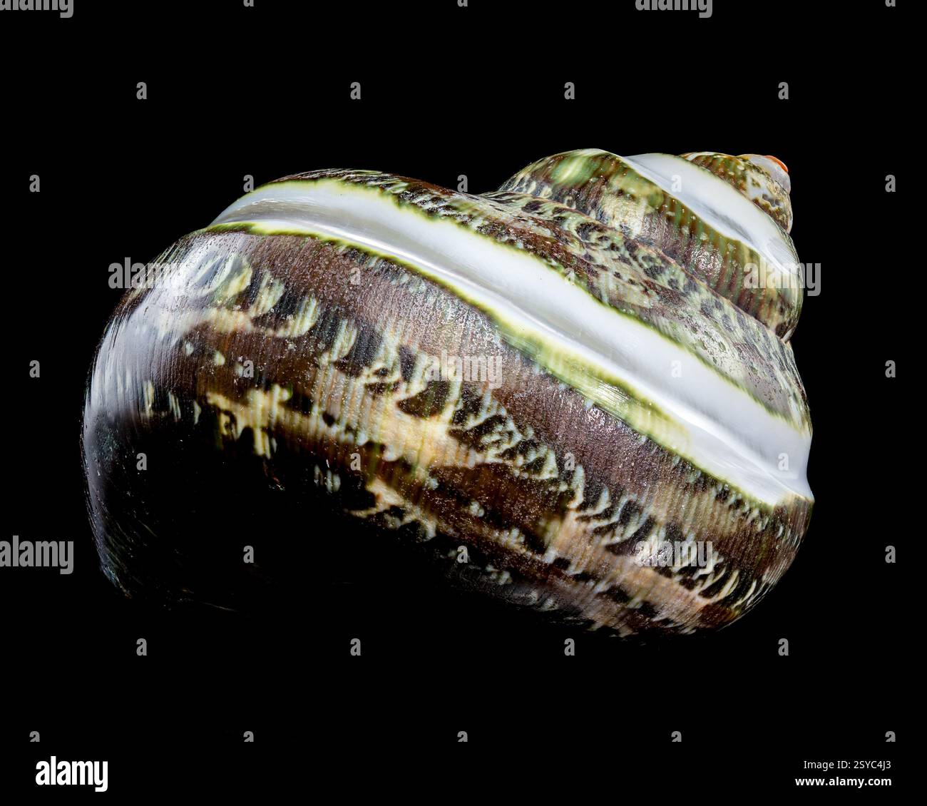 Green Jade Banded Turbo Shell auf schwarzem Hintergrund Stockfoto