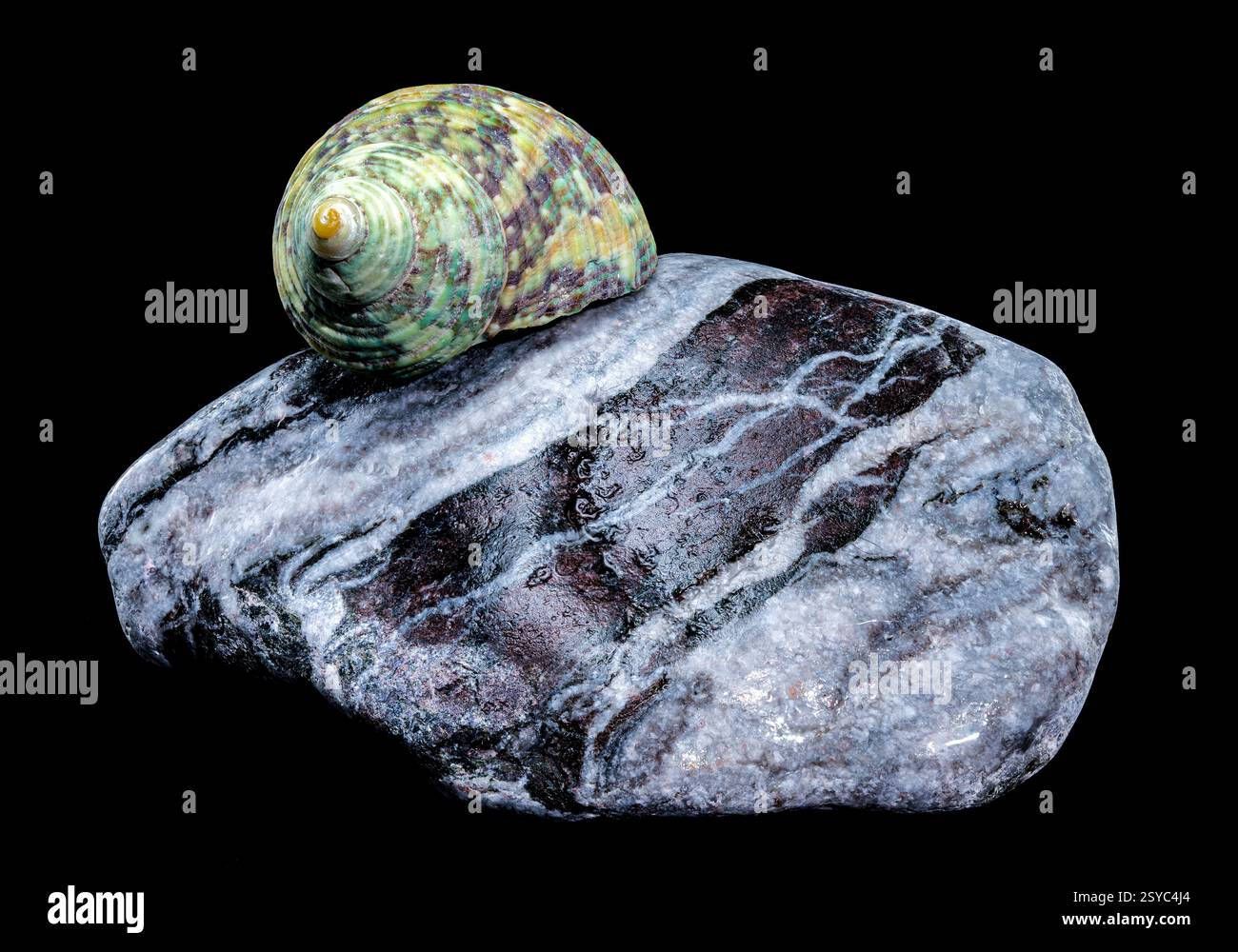 Green Jade Banded Turbo Shell auf schwarzem Hintergrund der Steine Stockfoto