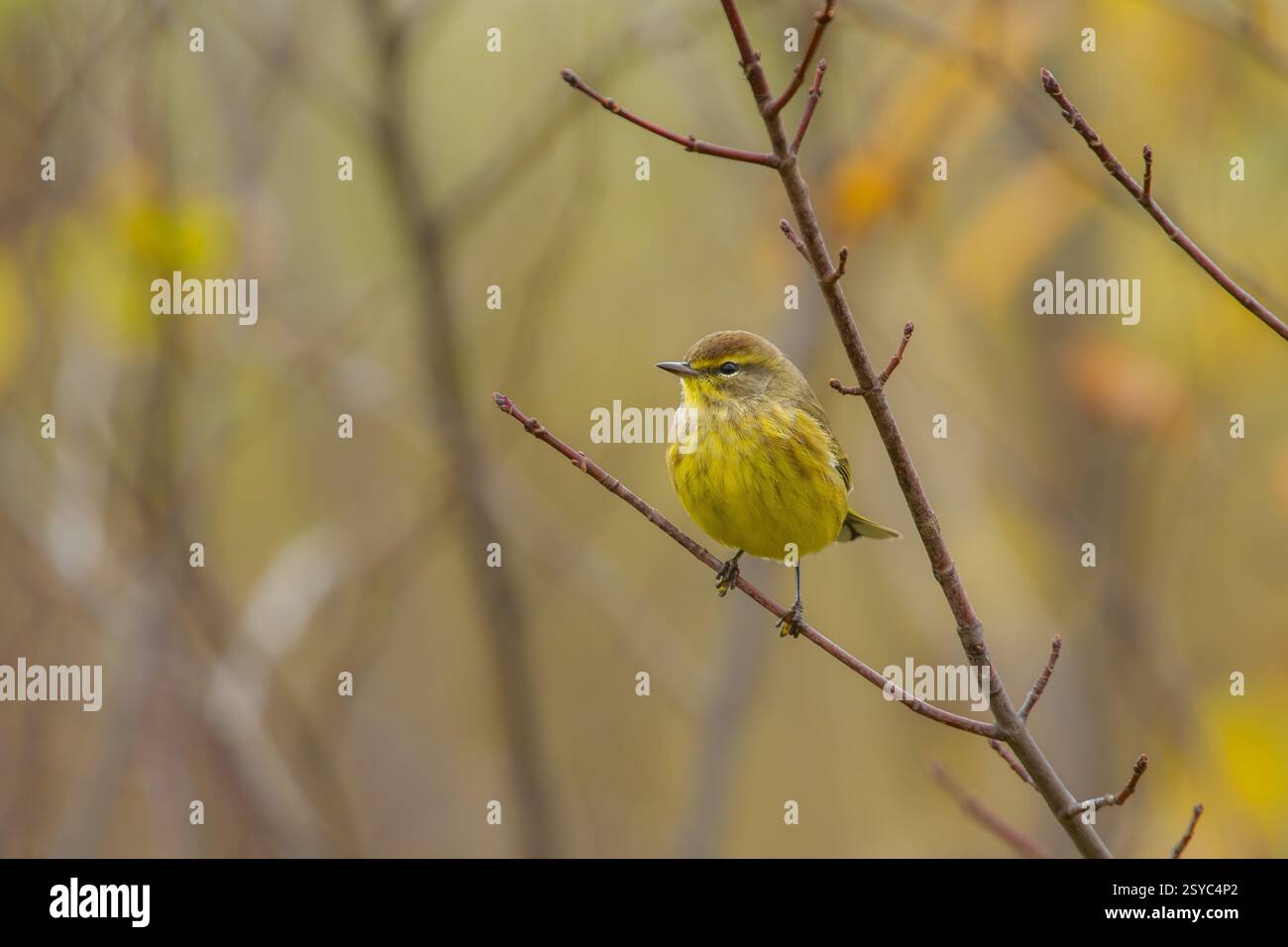 Palmenwurzel in Western Massachusetts Stockfoto