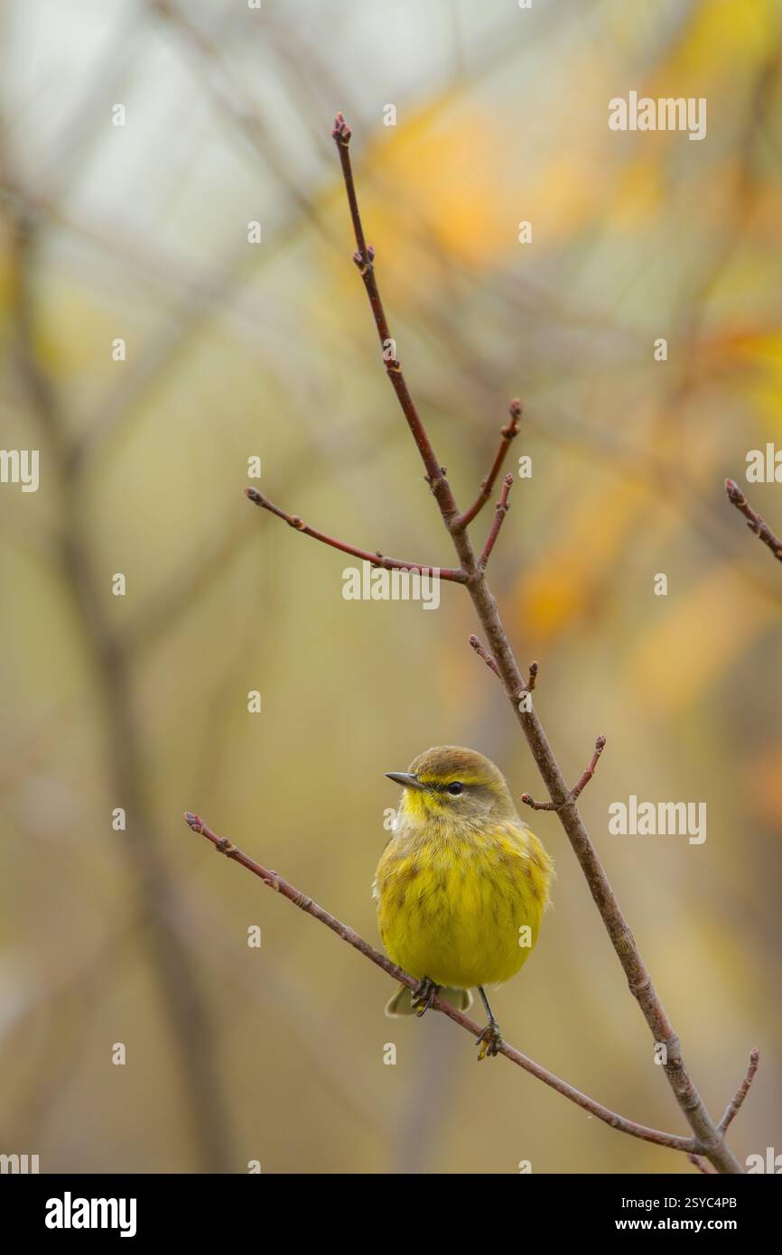 Palmenwurzel in Western Massachusetts Stockfoto