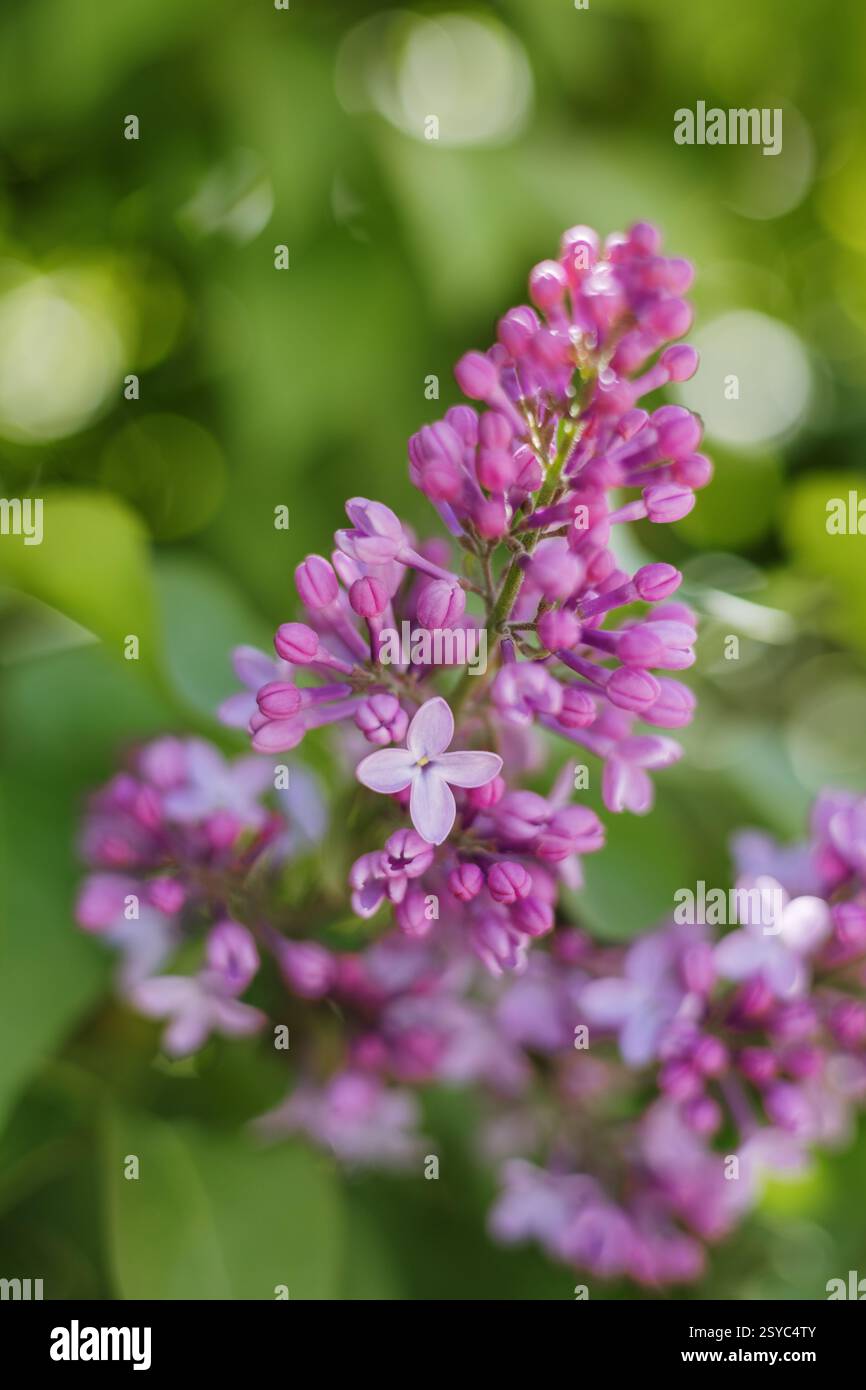 Schöne lila Fliederblüten mit üppigem grünem Hintergrund Stockfoto