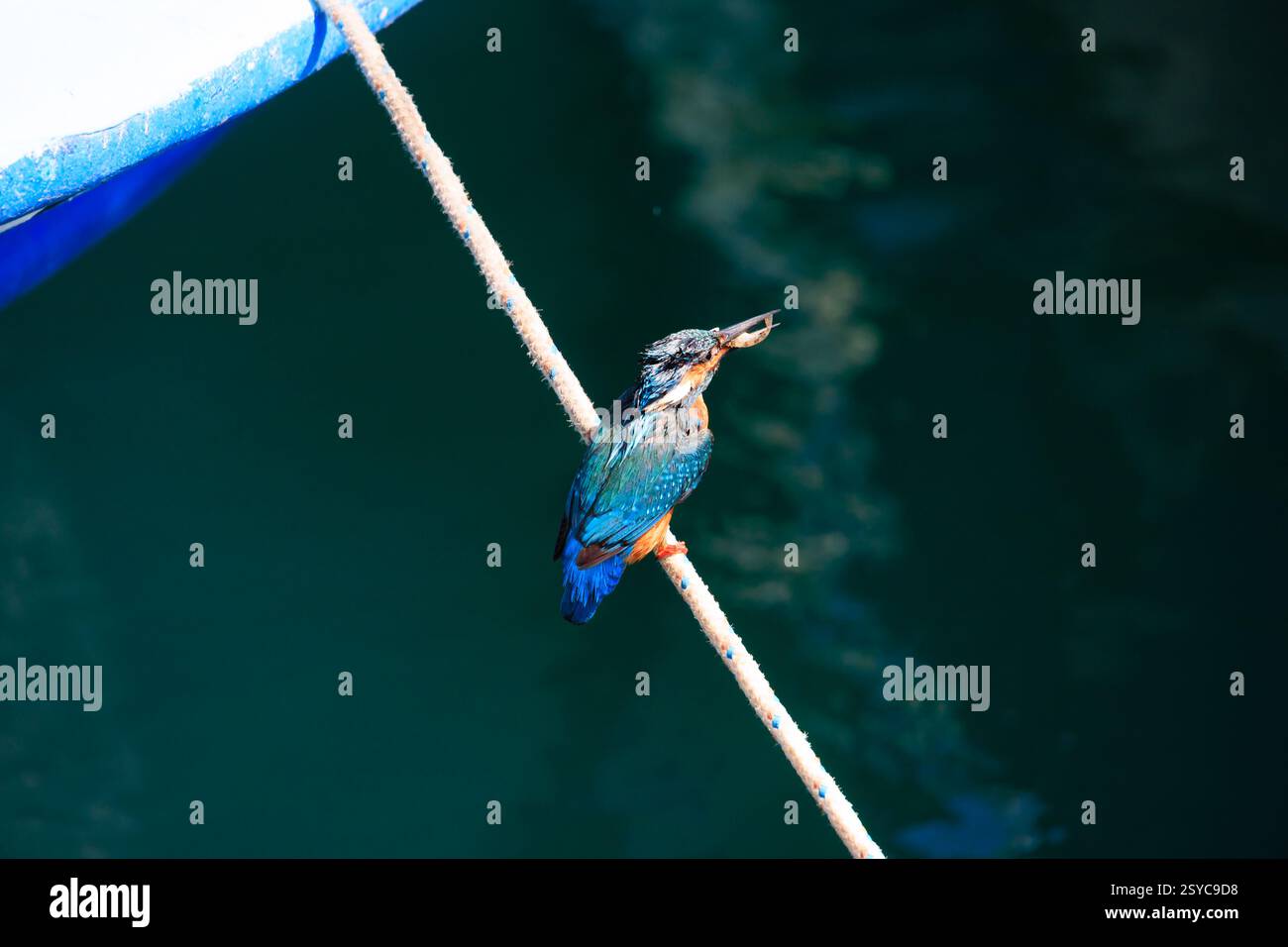 Europäischer Eisvogel, Alcedo Atthis, sitzt auf Anlegeseilen mit kleinen Fischen im Schnabel. Zygi Harbour, Zypern Stockfoto