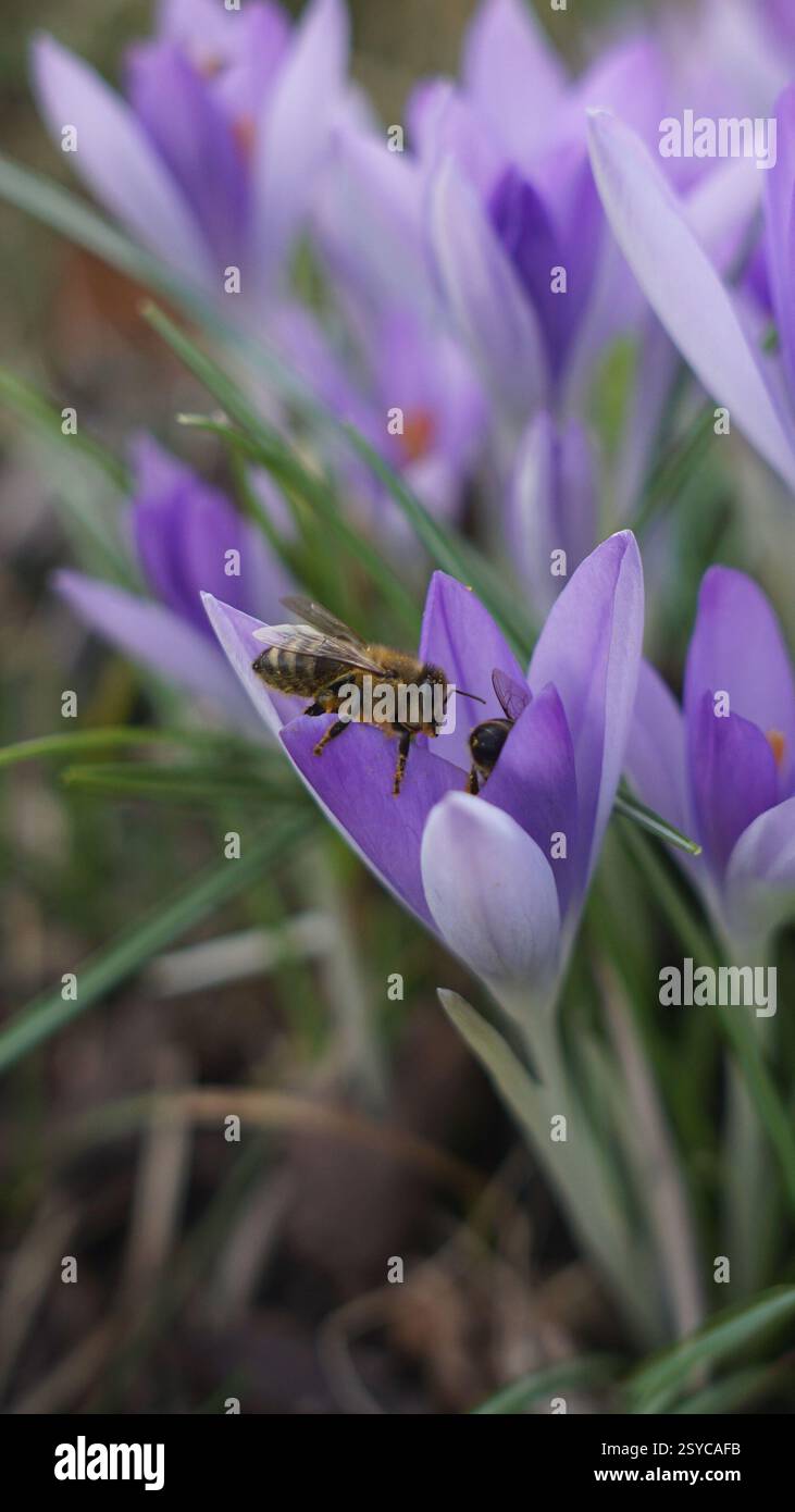 Biene, auf einer Blume, Honigbiene Stockfoto