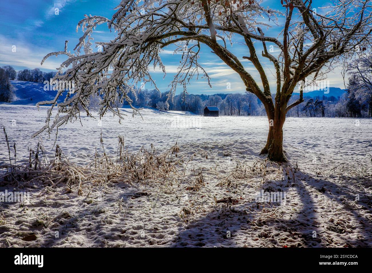 DE - BAYERN: Friedliche Winterszene im Pfannenholz bei Bad Tölz, Oberbayern Stockfoto