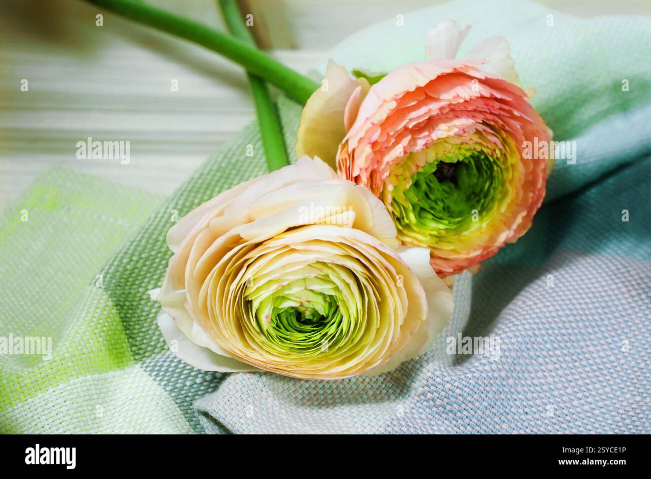 Zwei Ranunkelblüten in Orange und Aprikose auf grünem blauem Stoff, Frühlingsblumen für Valentinstag, Frauentag oder Ostern, Kopierraum, ausgewählter Focu Stockfoto