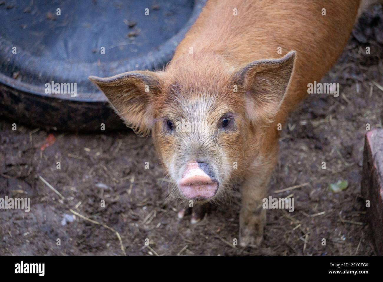 Kleines Schwein mit glänzendem rosafarbenem Mantel in einem Bauernhof, umgeben von weichem Licht und natürlichen Elementen in einer klassischen Farm-Szene Stockfoto