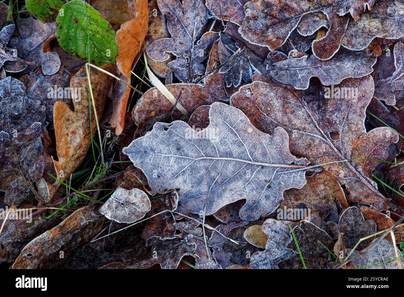 Nahaufnahme von frostigem Blattstreu auf einem Waldboden. Stockfoto
