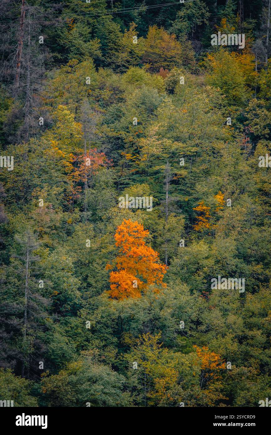 Herbstlaub im Wald des Borjomi Central Park in der Kurstadt Borjomi, Georgia Stockfoto