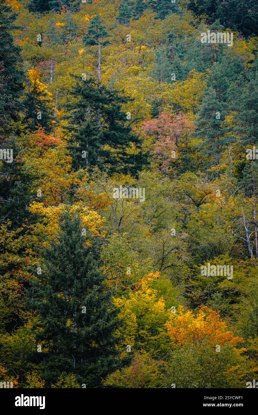 Herbstlaub im Wald des Borjomi Central Park in der Kurstadt Borjomi, Georgia Stockfoto