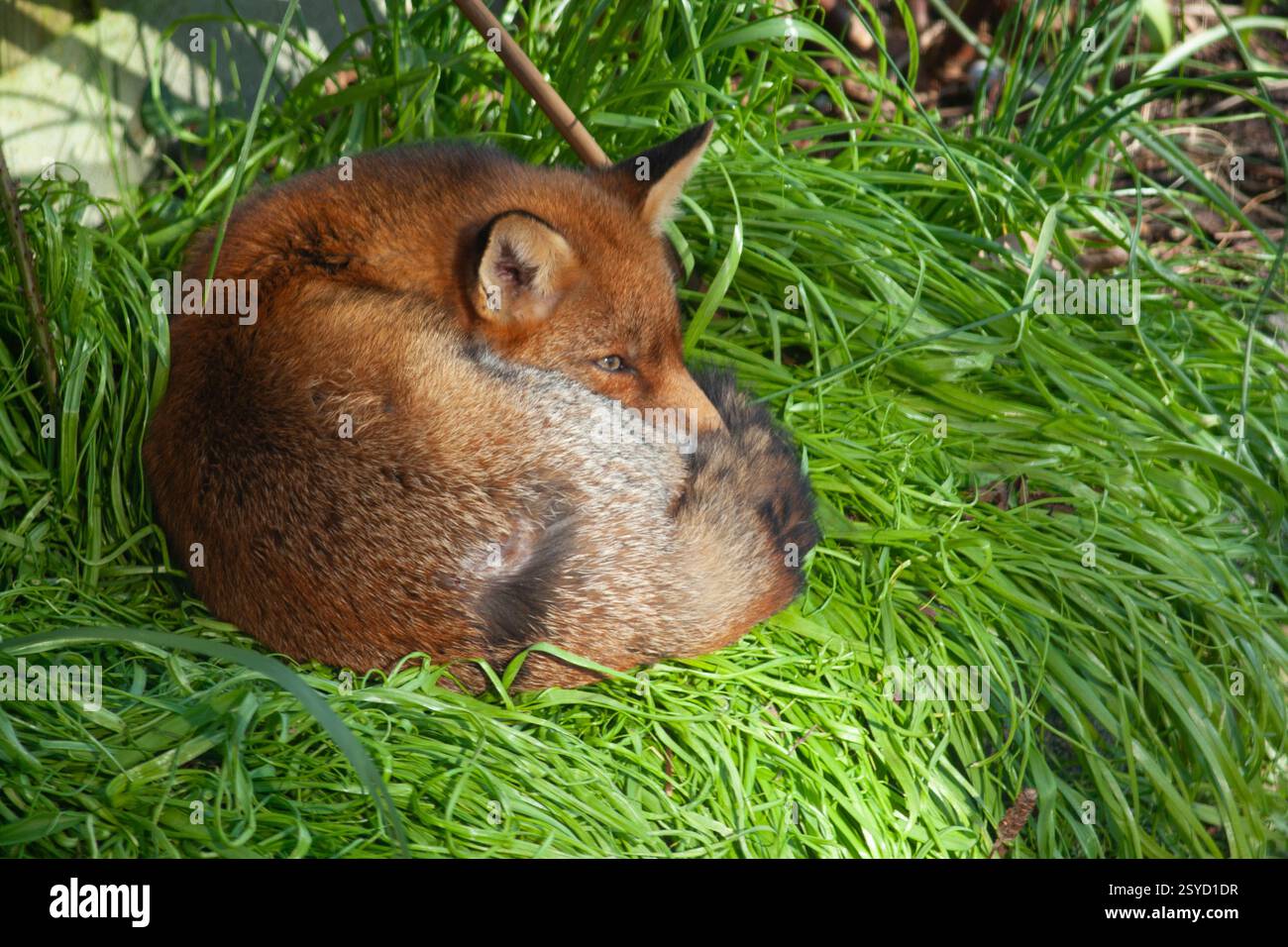 Wetter in Großbritannien, 28. Februar 2025: Am letzten Tag des meteorologischen Winters hat ein Hochdrucksystem einen klaren Himmel über England erzeugt, der sonniges, aber kaltes Wetter erzeugt. Eine städtische Füchsenfüchse, die in einem Garten in Clapham im Süden Londons lebt, genießt das Sonnenbaden in einem Blumenbeet, was den Blumen vielleicht nicht sehr hilft. Quelle: Anna Watson/Alamy Live News Stockfoto