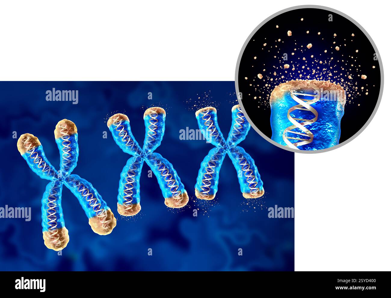 Degeneratives Altern und Telomere oder Telomere Verkürzung als altersbedingter Gesundheitsverlust, der sich an den Endkappen eines Chromosoms befindet, was zu einer Schädigung der DNA führt Stockfoto Degeneratives Altern und Telomere oder Telomere Verkürzung als altersbedingter Gesundheitsverlust, der sich an den Endkappen eines Chromosoms befindet, was zu einer Schädigung der DNA führt Stockfoto