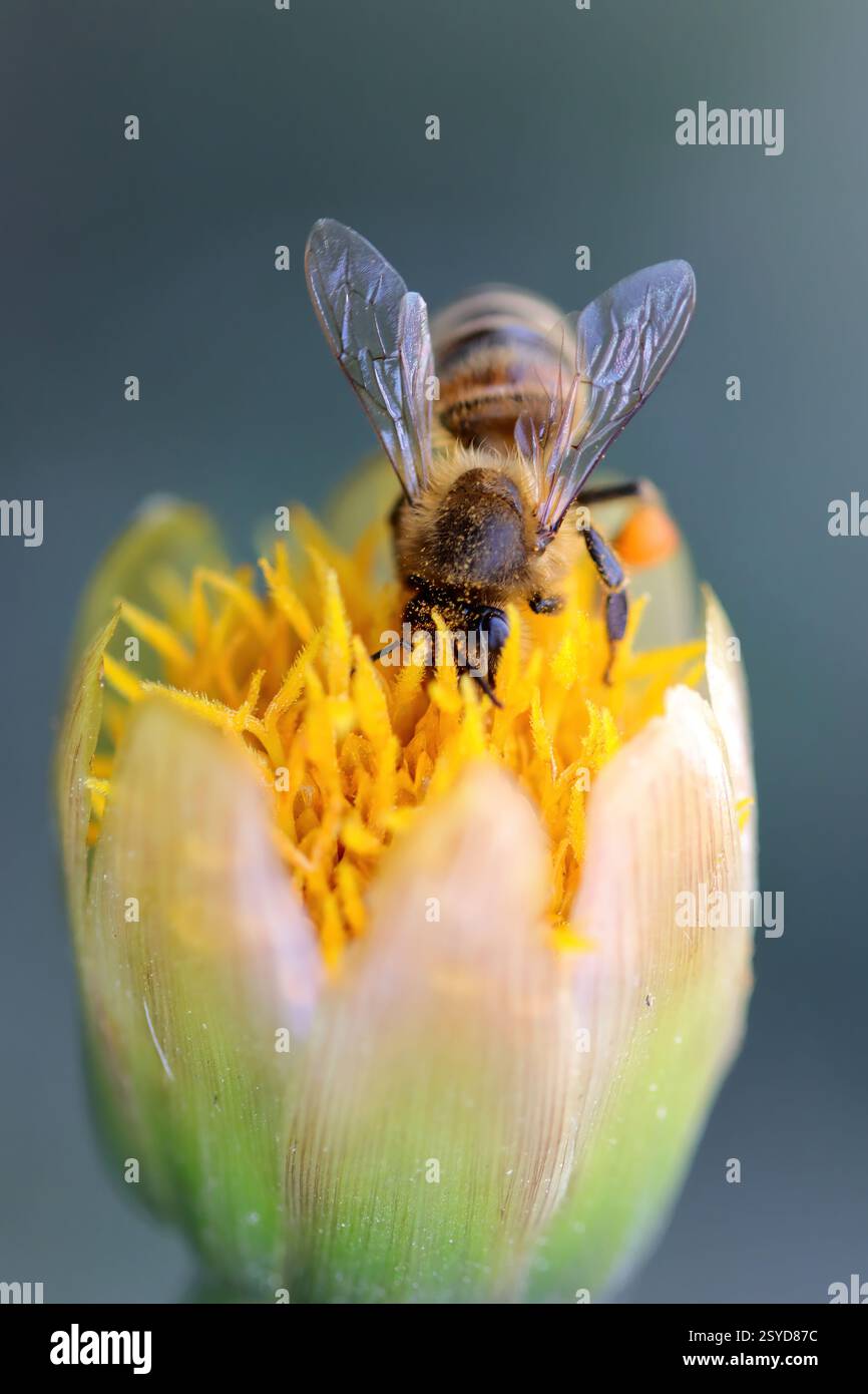 Honigbiene, bedeckt mit Pollen, Kopf in einer Blume. Die Blume erscheint teilweise geöffnet und der Hintergrund ist unscharf. Stockfoto