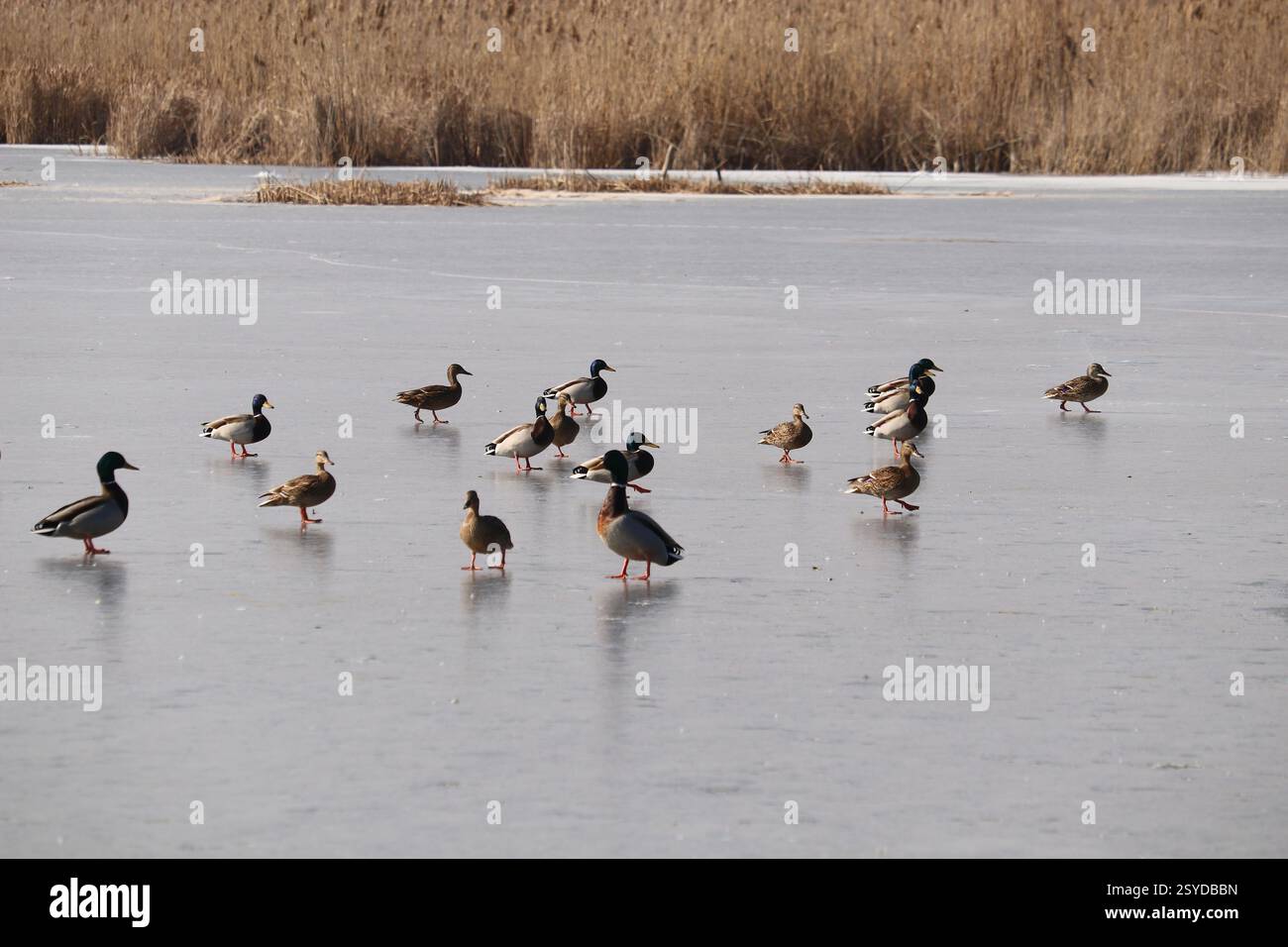 Gefrorener See im Dorf. Wilde Enten laufen auf dem Eis. Stockfoto