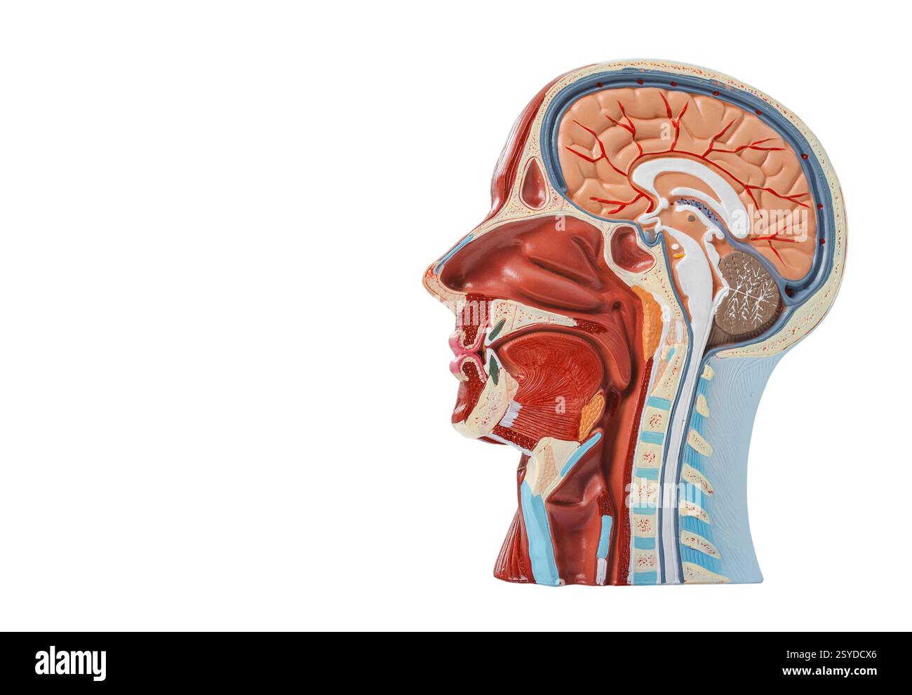 Anatomisches Modell des menschlichen Kopfes mit Gefässstrukturen und Nerven, isoliert auf weißem Hintergrund. Neurologie, Konzept Stockfoto
