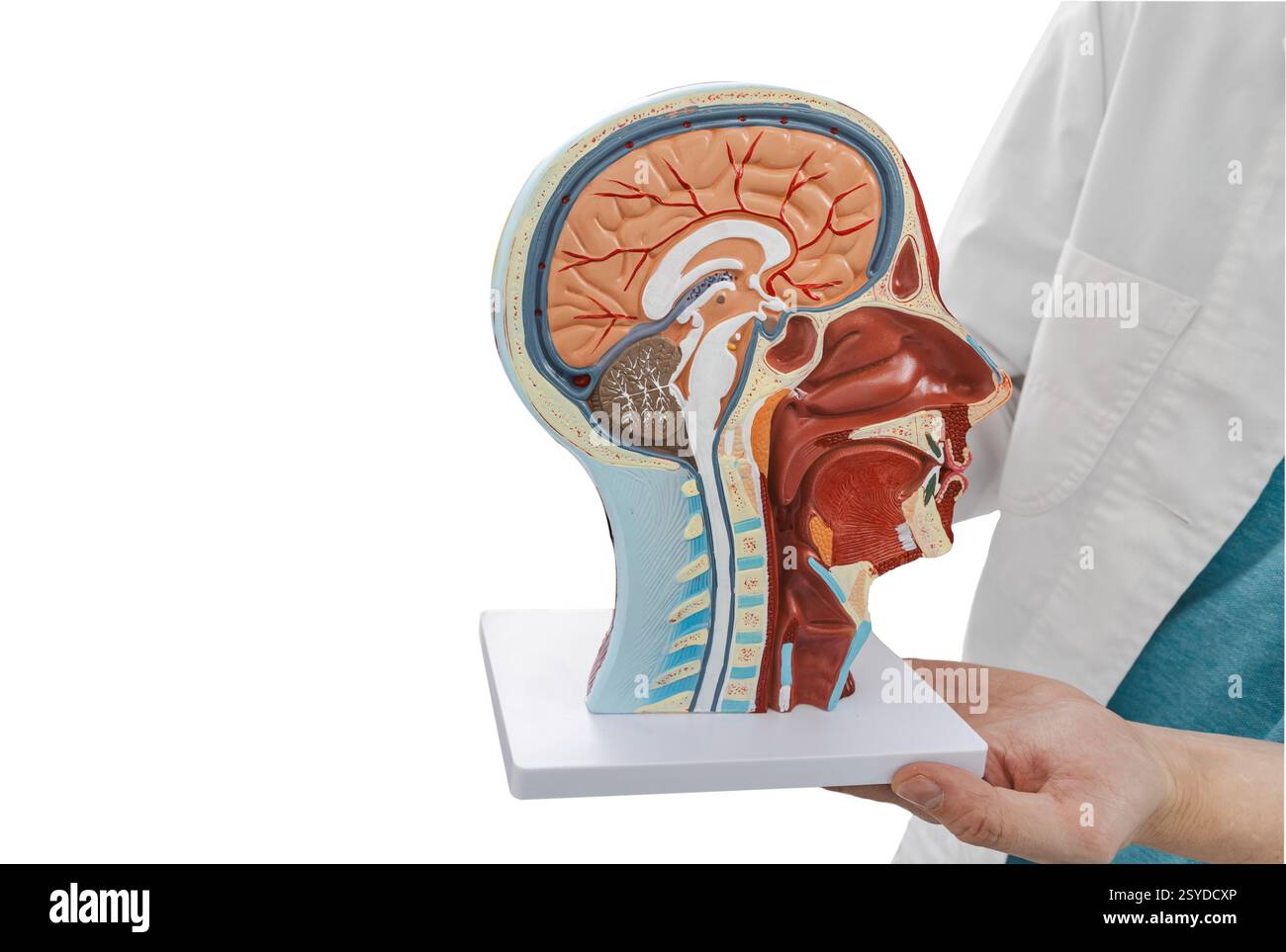Anatomisches Modell des menschlichen Kopfes mit Hirnstrukturen in Händen des Arztes isoliert auf weißem Hintergrund. Neurologie, Konzept Stockfoto