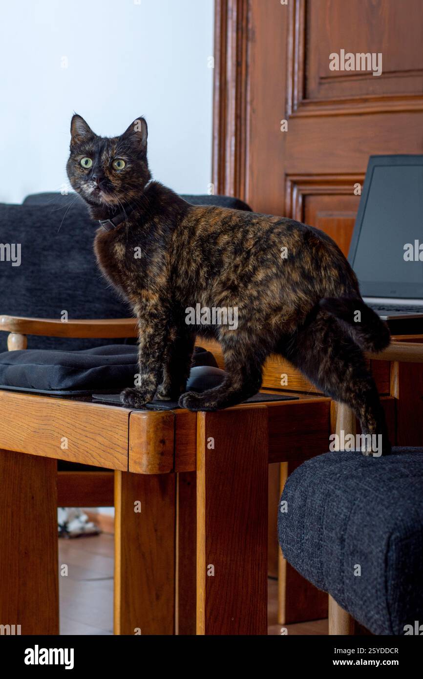 Mehrfarbiger Mantel Schildpatt Katzenklettermöbel Indoor Porträt Stockfoto