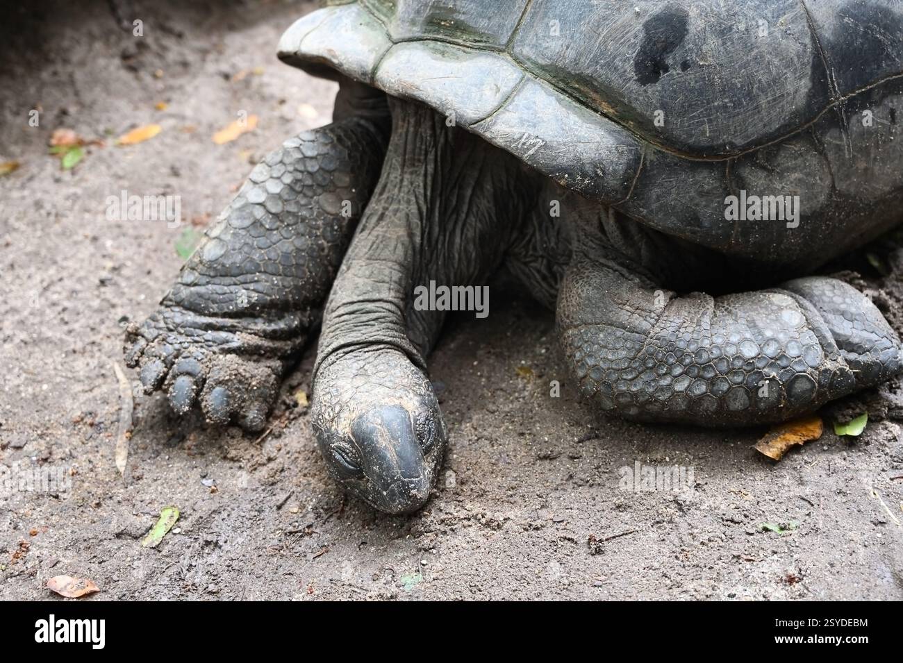 Die wunderschöne Riesenschildkröte der Seychellen in ihrem natürlichen Lebensraum. Mahe Island, Seychellen Stockfoto