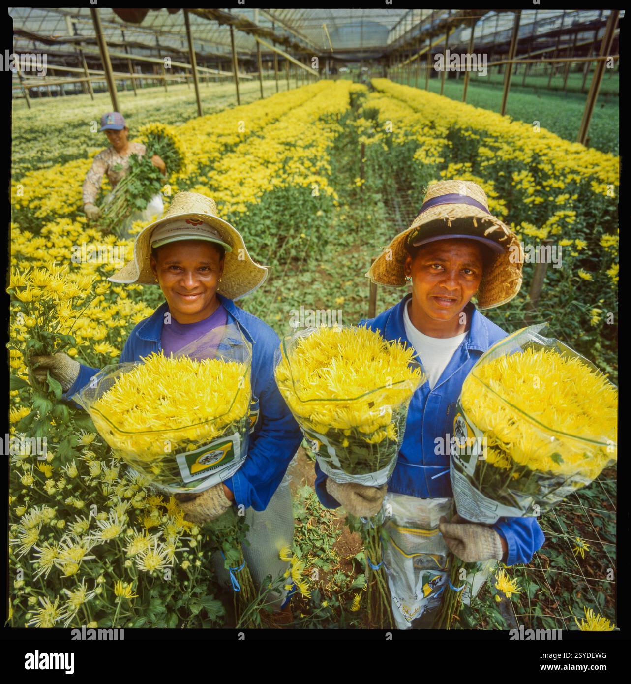 Brasilien, Holambra, Arbeiter haben Chrysanthemen Blumen in einem Gewächshaus für den lokalen Markt und für den Export geschnitten. Stockfoto