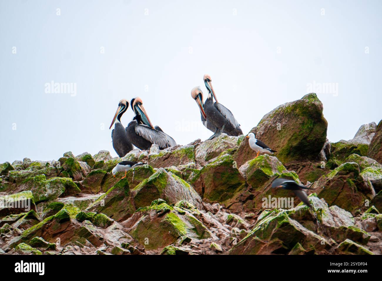 Gruppe von Pelikanen, die sich auf felsigem Lebensraum auf den Ballestas-Inseln Peru ruhen, umgeben vom Meer und der lebendigen Tierwelt an der Küste Stockfoto