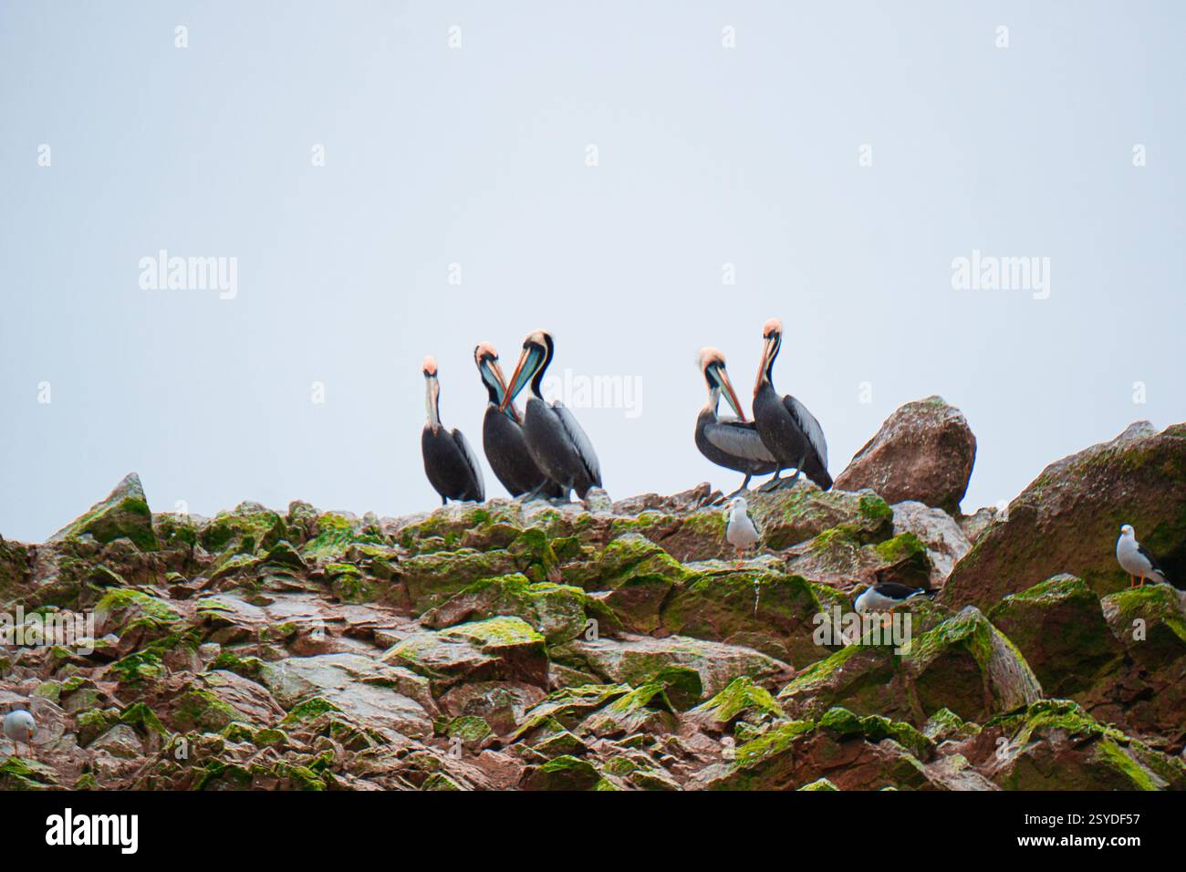 Gruppe von Pelikanen, die sich auf felsigem Lebensraum auf den Ballestas-Inseln Peru ruhen, umgeben vom Meer und der lebendigen Tierwelt an der Küste Stockfoto