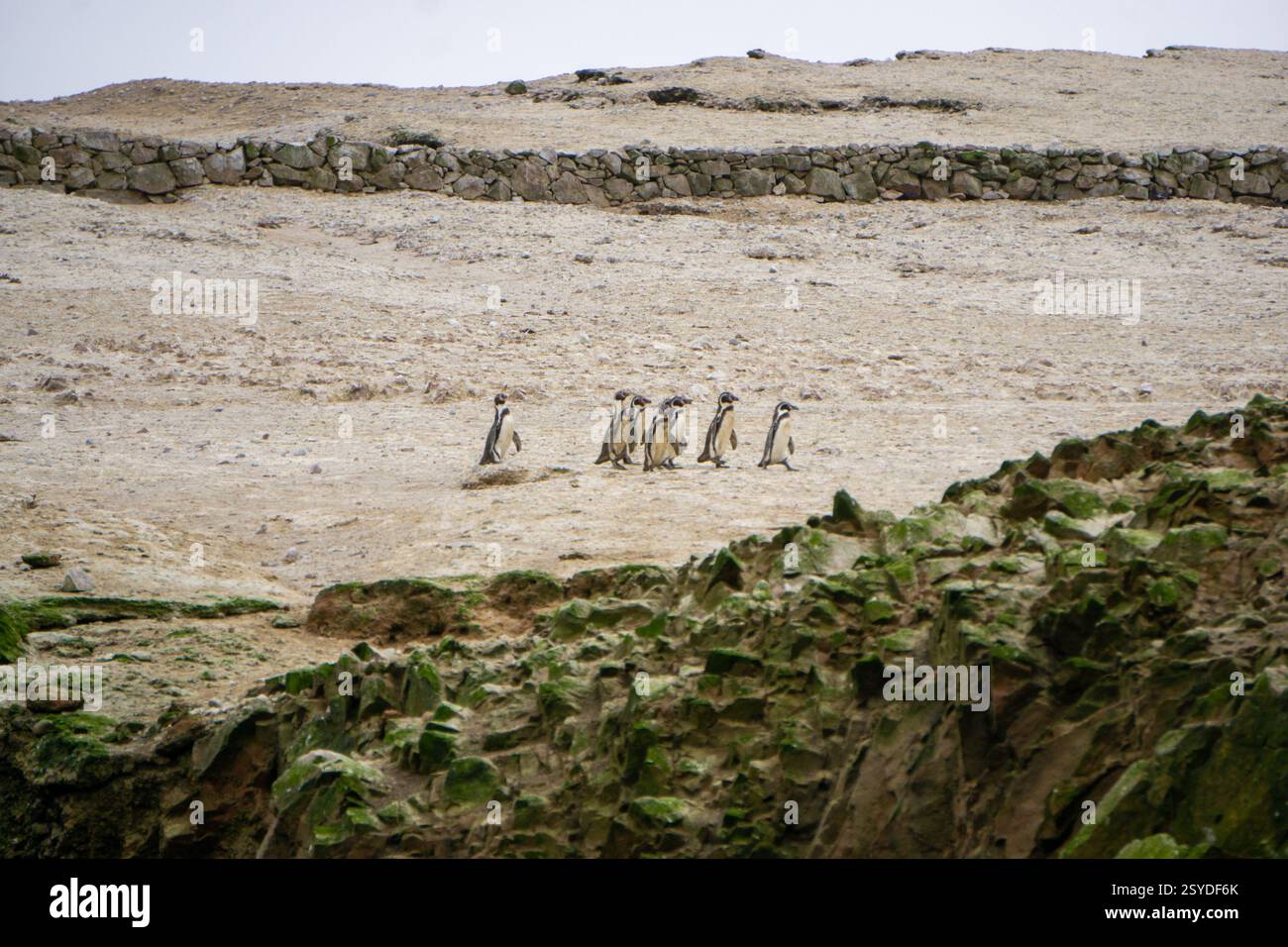 Humboldt-Pinguin auf felsigem Lebensraum auf den Ballestas-Inseln Peru, umgeben von Meereswellen, in lebendiger Tierwelt, Küstenlandschaften Stockfoto