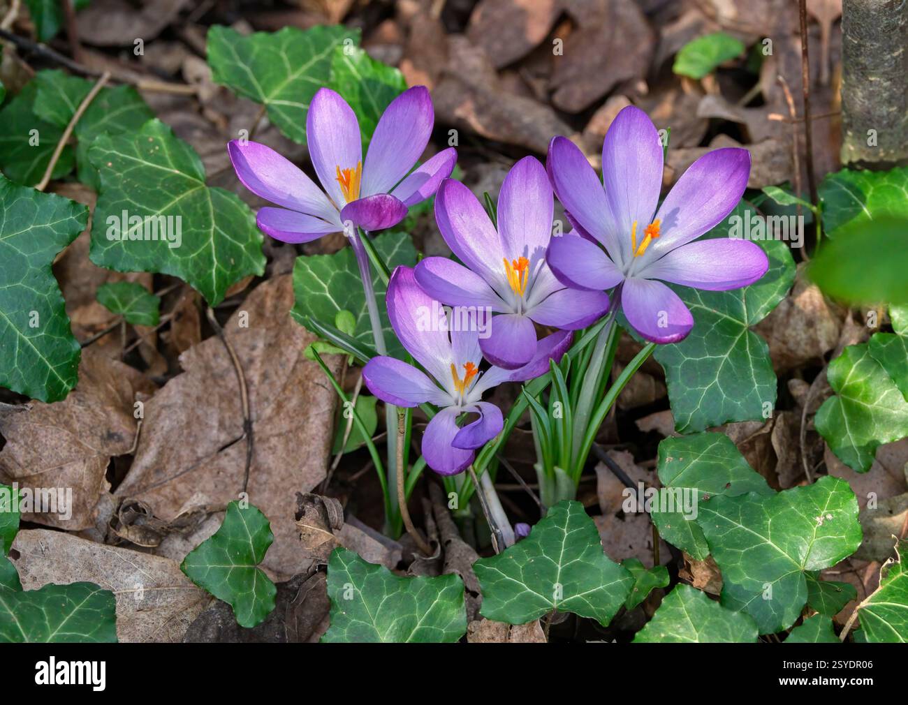 Krokusblüten im Frühling mit Efefeublättern, auf Waldboden. Stockfoto