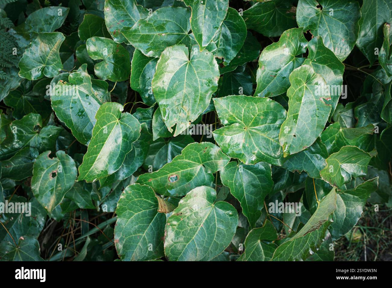 Epimedium alpinum - Barrenkrautblätter Stockfoto