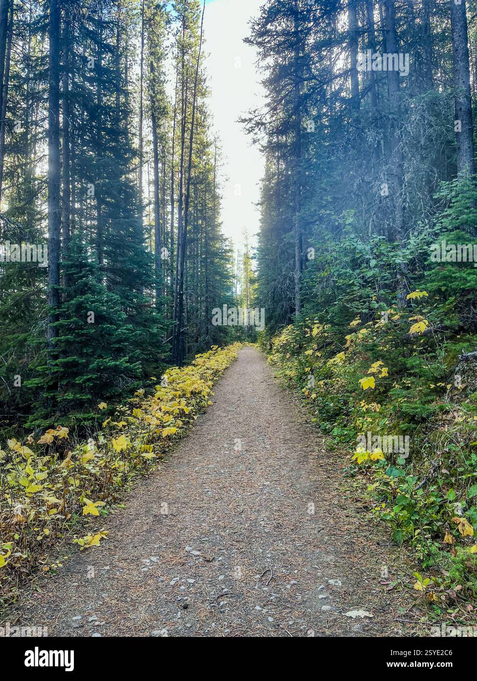 Ein unbefestigter Weg führt durch einen dichten immergrünen Wald mit goldenen Herbstblättern entlang des Weges. Das Sonnenlicht zieht durch die Bäume und schafft so eine friedliche Atmosphäre Stockfoto