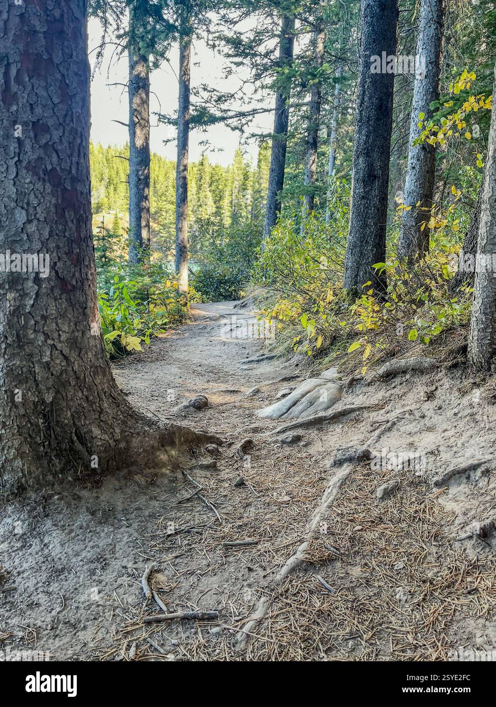 Ein schroffer, unbefestigter Wanderweg schlängelt sich durch einen dichten Wald, umgeben von hohen Bäumen und freiliegenden Wurzeln. Sonnenlicht filtert durch das Laub und gießt SHA Stockfoto