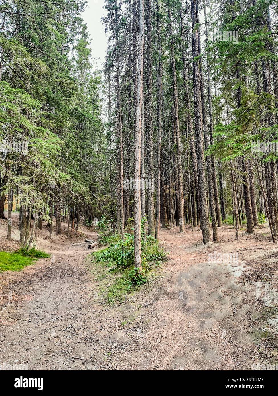 Ein Gabelweg in einem Kiefernwald, umgeben von hohen Bäumen. Die natürliche Landschaft bietet eine friedliche Umgebung zum Wandern, Trekking und Outdoor-Aktivitäten Stockfoto