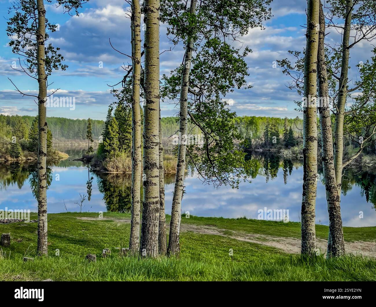 Eine Gruppe von hohen Espen- und Birkenbäumen mit weißer Rinde umrahmt einen stillen See, der den Himmel und den umliegenden Wald reflektiert. Die friedliche Umgebung unterstreicht das Stockfoto