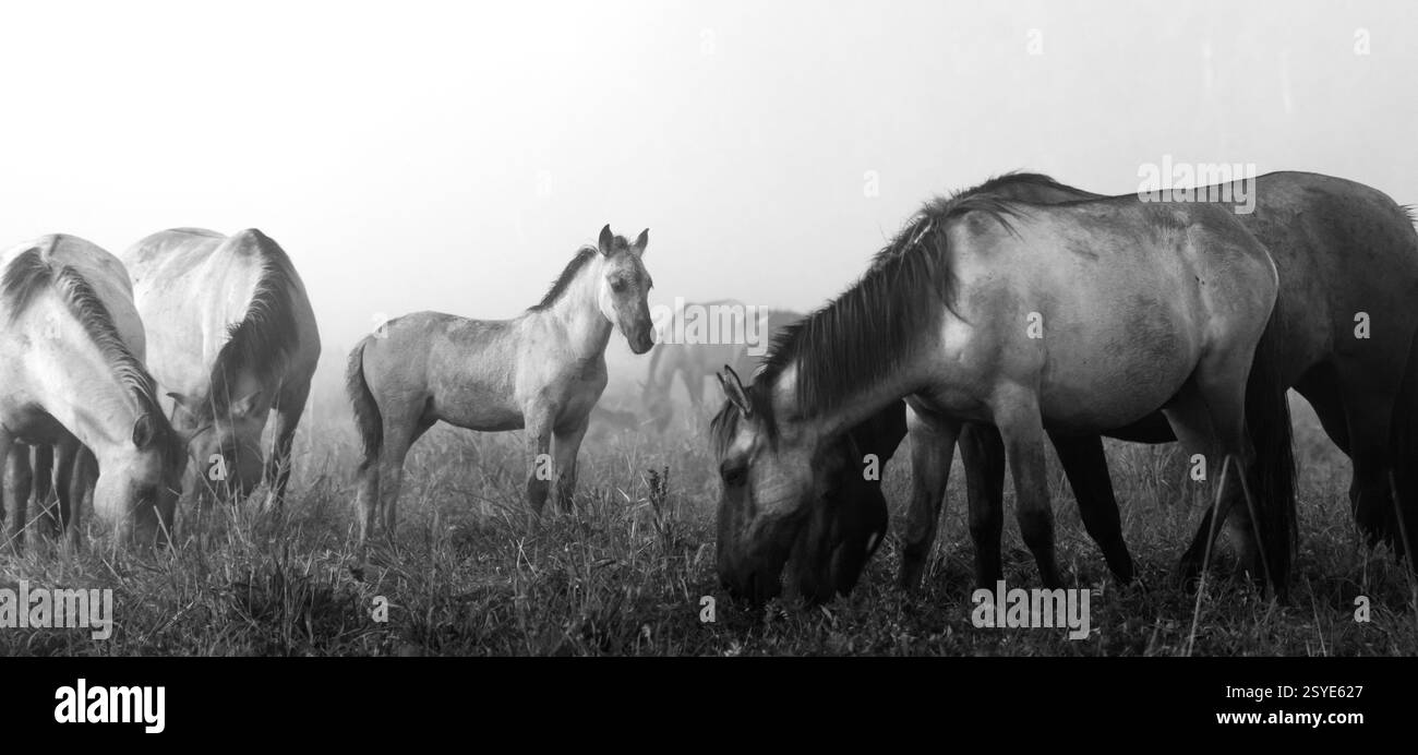 Fohlen in der Herde bei Sonnenaufgang schwarz-weiß Stockfoto