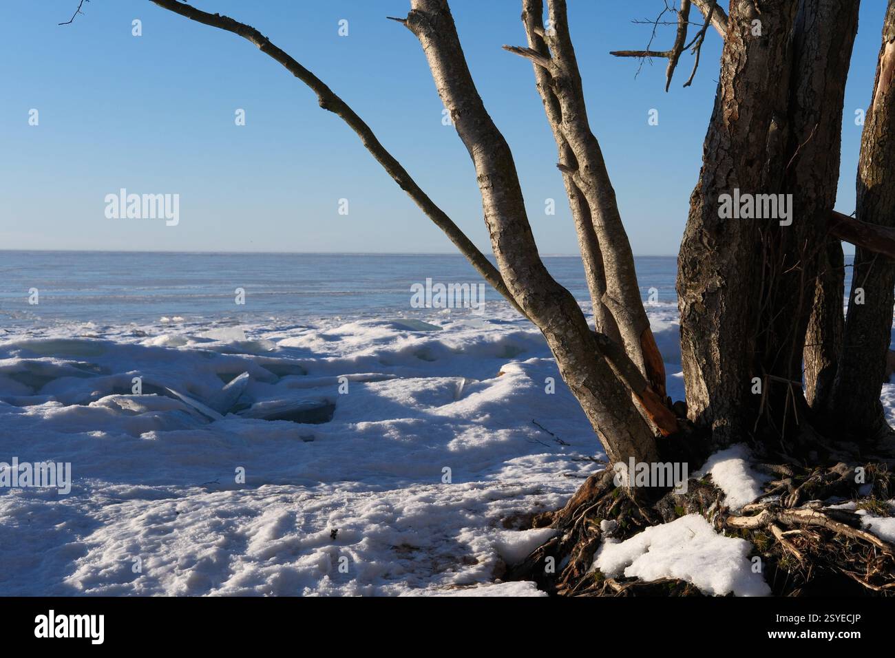 Winterlandschaft, großer Baum mit verzweigten Stämmen und freiliegenden Wurzeln auf gefrorenem Wasserobergrund. Sonniger Tag an der Küste der Ostsee, Golf Stockfoto