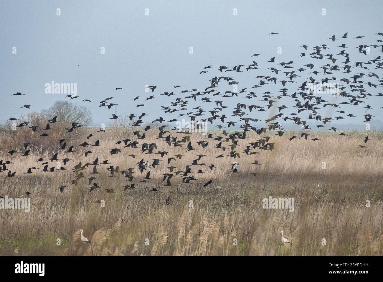 Eine große Schar glänzender Ibisse schwingt durch den Himmel und zeigt ihre markanten Flügel vor der blauen Kulisse des Doñana-Nationalparks. Stockfoto