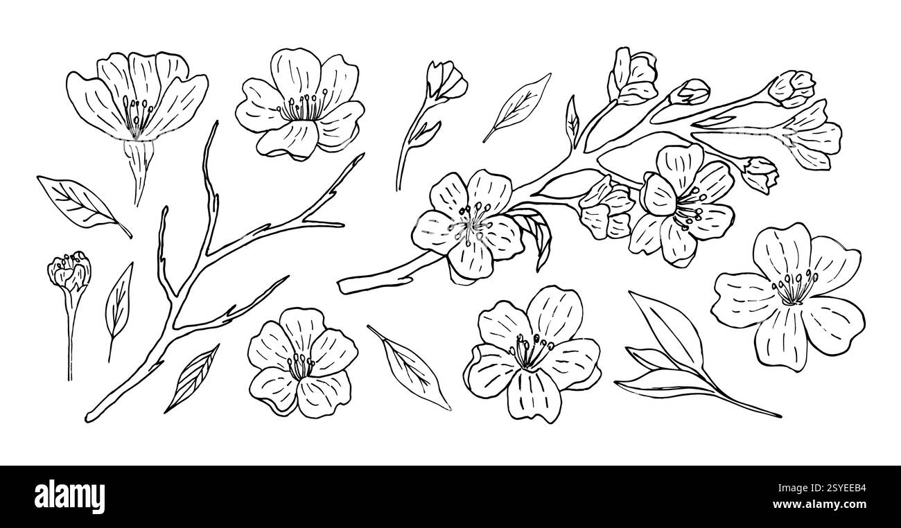 Ein Set von Sakura-Blüten mit wunderschönen Zweigen und Knospen, von Hand mit einem Liner hergestellt. Vektor-Illustration eines japanischen blühenden Baumes im Vintage-Stil. Florale und botanische Elemente Stock Vektor