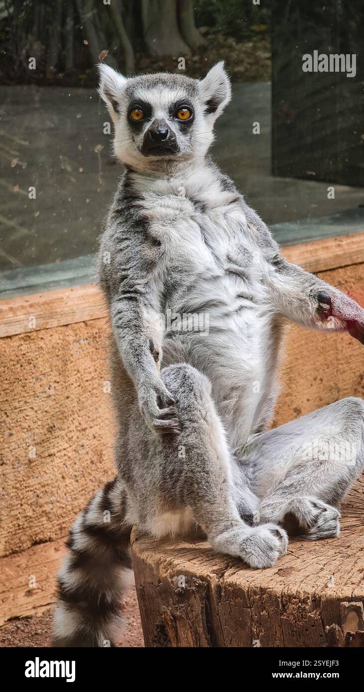 Ruhiger Lemur sitzt auf dem Baum. Stockfoto